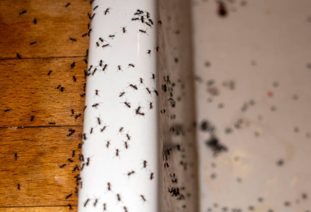 Best Best Pest Control Companies  in Vidalia, LA